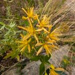 Hypericum hircinum Blodyn