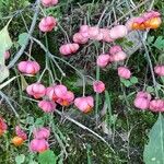 Euonymus europaeusBlomma