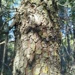 Quercus faginea Bark