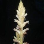 Orobanche flava Flor