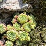 Sempervivum montanum Leht