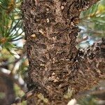 Pinus edulis Corteza