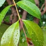 Syzygium paniculatum Листок