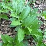 Polygonatum latifolium Deilen