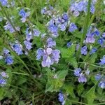 Veronica chamaedrys Flower