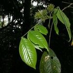 Inga sapindoides Otro