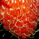 Rubus idaeus Fruit