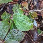 Cornus canadensis Blad