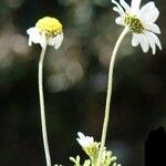 Anthemis chia Hábitos