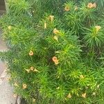 Cascabela thevetia Цвят