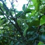 Hylodesmum repandum Fruct