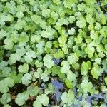 Hydrocotyle ranunculoides Feuille