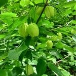 Staphylea trifolia Fruit