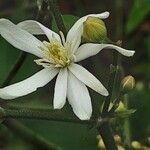 Clematis recta Fula
