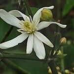 Clematis recta Flor