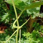 Trichosanthes cucumerina Rinde