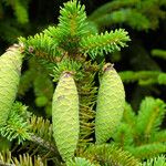 Picea abies Fruto