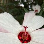 Hibiscus heterophyllus Flors