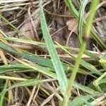 Aegilops geniculata Hoja