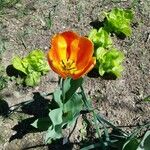 Tulipa gesnerianaFlower