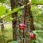 Euonymus verrucosusFruit