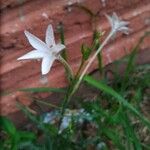 Nicotiana longiflora Fleur