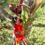 Cattleya wittigiana Flor