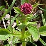 Valeriana dioica Virág