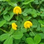 Arachis pintoiКвітка