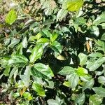 Rhamnus prinoides 叶