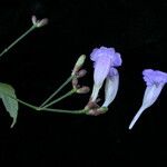 Strobilanthes pentastemonoides Кветка