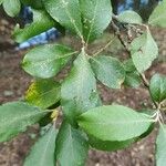 Salix atrocinerea পাতা