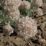 Eriogonum ovalifolium Pokrój