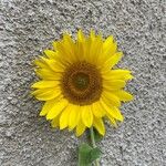 Helianthus annuusFlor