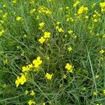 Diplotaxis harra Flor