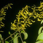 Vochysia tomentosa Flower