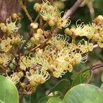 Julbernardia globiflora Floro