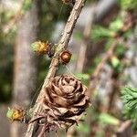 Larix kaempferi Gyümölcs