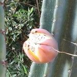 Cereus hexagonus Leaf