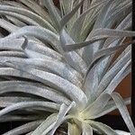 Tillandsia pohliana Агульны выгляд