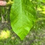 Fraxinus latifolia Leaf