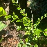 Vaccinium ovatum Leaf