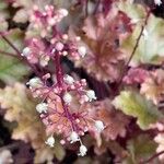 Heuchera micrantha फूल