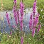 Lythrum salicaria Fiore