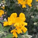 Genista monspessulana Flor