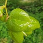 Tilia × euchlora Leaf