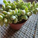 Cotyledon pendens Hoja