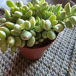 Cotyledon pendens Yaprak