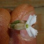 Cheirostylis montana Λουλούδι