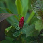 Costus spiralis Frucht